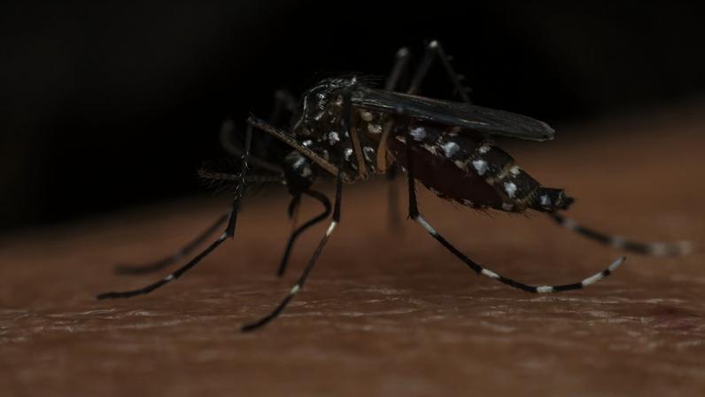 Mosquito com Wolbachia reduz a transmissão da dengue. (Foto: Getty Images via Canva)