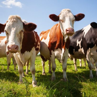 Brasil é excluído da lista da União Europeia para venda de carnes