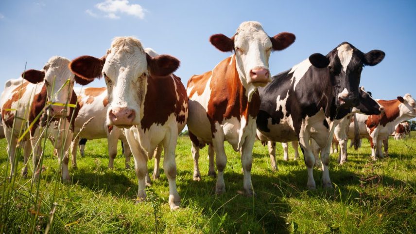 Vacas marrons/brancas e pretas/brancas em pasto verde. Algumas olham para a câmera sob céu azul.