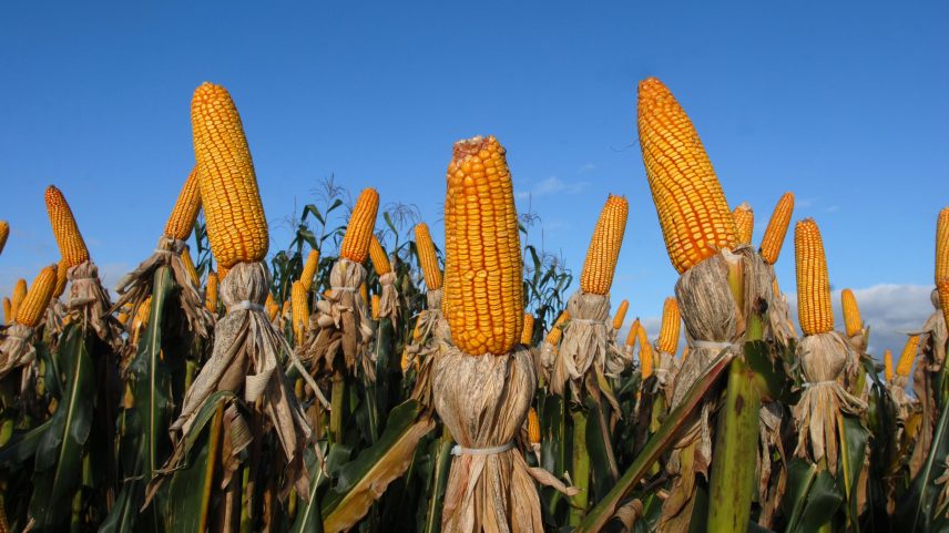 O milho abastece cadeias fundamentais, como proteína animal, etanol e indústria alimentícia, diz o articulista; na imagem, plantação de milho no Paraná