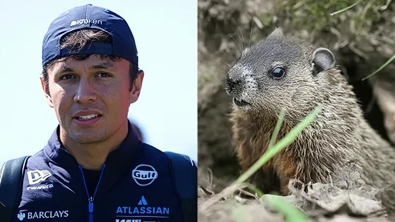 Alex Albon se chocou com uma marmota no GP do Canadá (imagem meramente ilustrativa do animal)