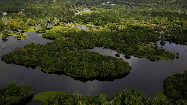 Cerimônia de anúncio teve participação do presidente Luiz Inácio Lula da Silva; na imagem, trecho da Floresta Amazônica