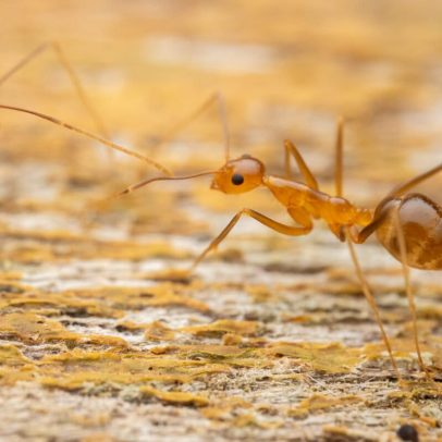 Quanta dor causam espécies invasoras? Pesquisadores medem impactos