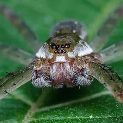 Aranha usa presentes falsos para atrair fêmeas e acasalar