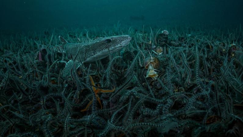Arran Expedition Underwater Image 2 – Credit Henley Spiers