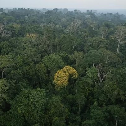 Mudanças nos hábitos do consumidor chinês podem reduzir pressão sobre a Amazônia