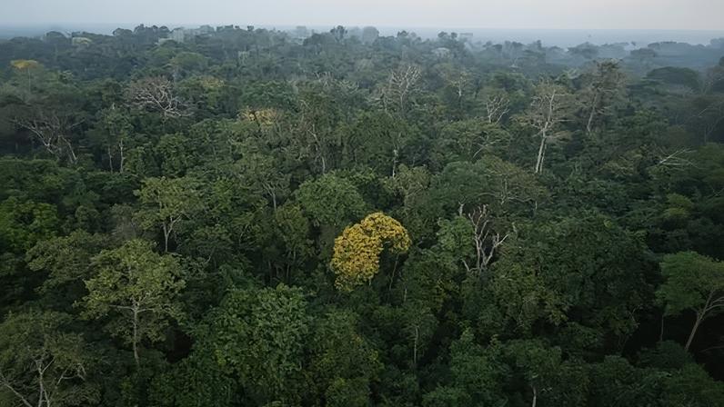 Floresta Amazônica