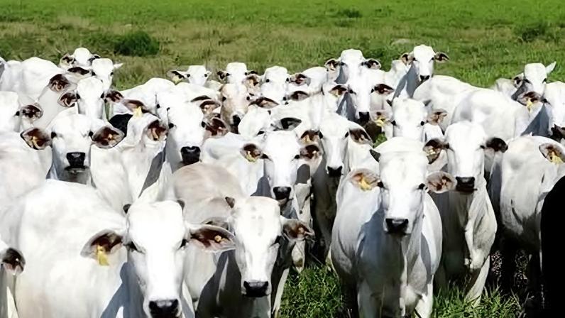 Rebanho bovino no Brasil