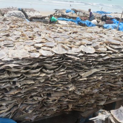 Pesca artesanal no Senegal mata muitos tubarões e raias, diz estudo