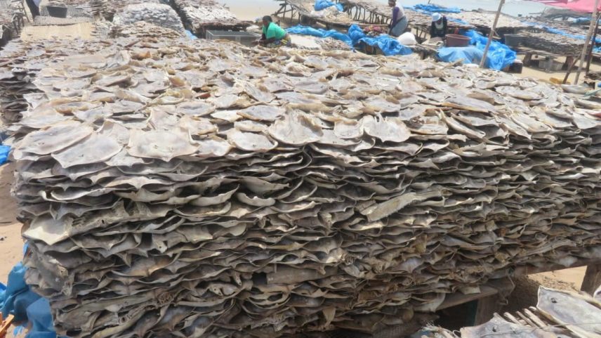 Dried daisy stingrays in stacks at a fish landing site in southern Senegal with sea in background.