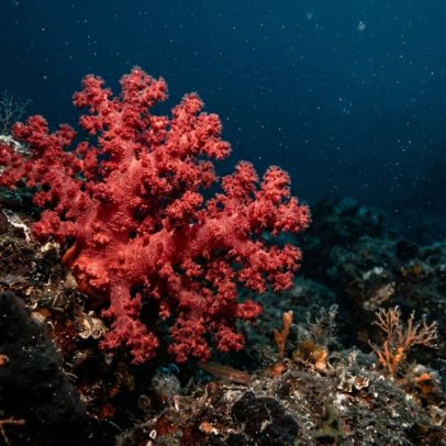 Organismo marinho a 300 m produz o vermelho mais valioso da joalheria