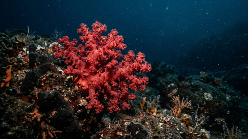 Organismo marinho mineralizado usado na joalheria por sua cor vermelha intensa e rara – Créditos: depositphotos.com / zhudifeng