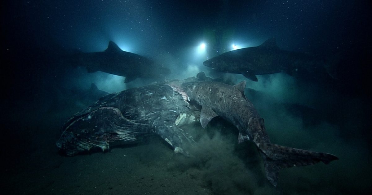 Experimento marinho a 1.629 m revela caça rara com 8 tubarões gigantes ...