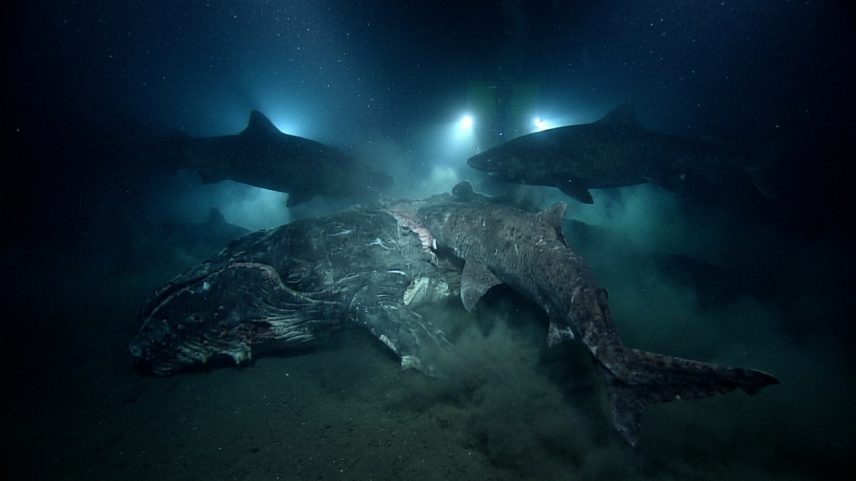 Com 1.629 metros de profundidade e 8 tubarões gigantes, um experimento no mar revelou uma caça rara no escuro