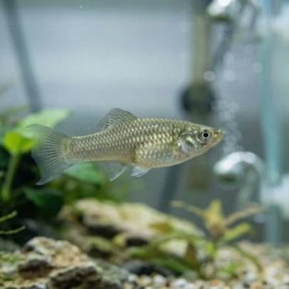 Peixes amazônicos que se reproduzem por clonagem sobrevivem há 100 mil anos