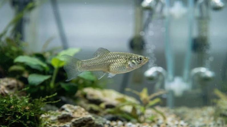 Peixes amazônicos que se reproduzem por clonagem sobrevivem há 100 mil anos