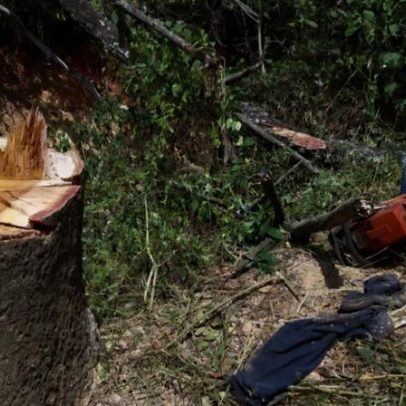 Homem morre após ser atingido pela árvore que cortava em Pedro Leopoldo