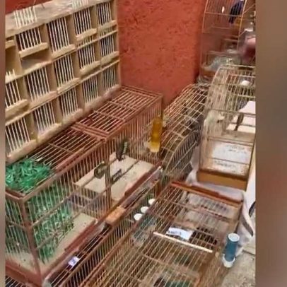 Polícia resgata 390 animais em megaoperação contra rede de tráfico internacional