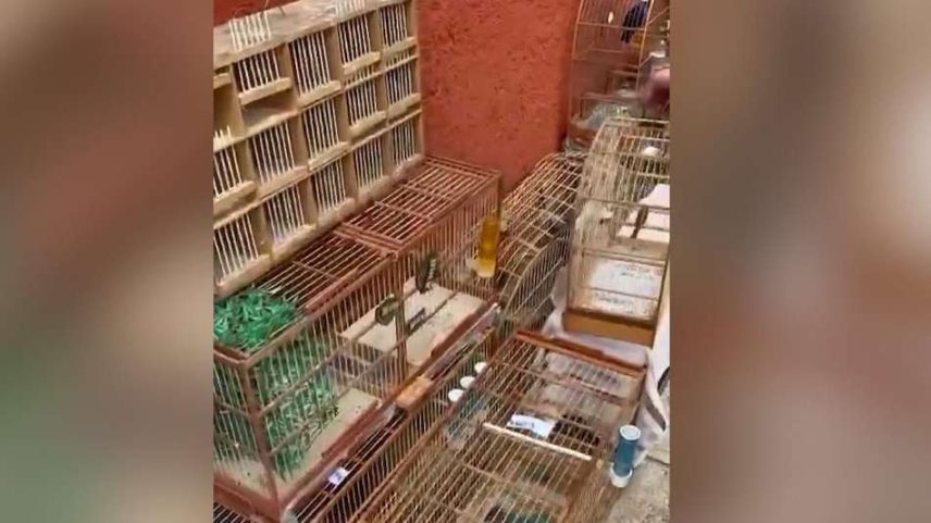 Animais eram comercializados em grupos de mensagens e enviados pelos Correios