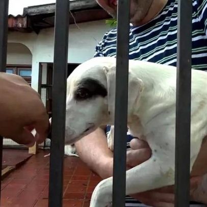 Cachorrinha arremessada por cima do muro de ONG em Cascavel