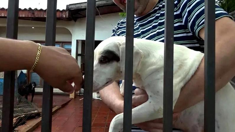 Câmeras de monitoramento flagraram momento em que animal sofreu maus-tratos