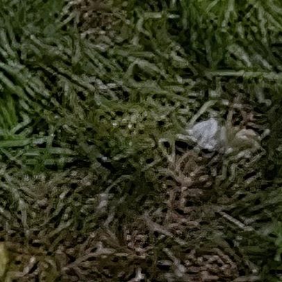 Galinhas morrem e cães vão ao veterinário após ataque de abelhas em Toledo