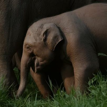 Elefante-asiático nasce na China com peso recorde