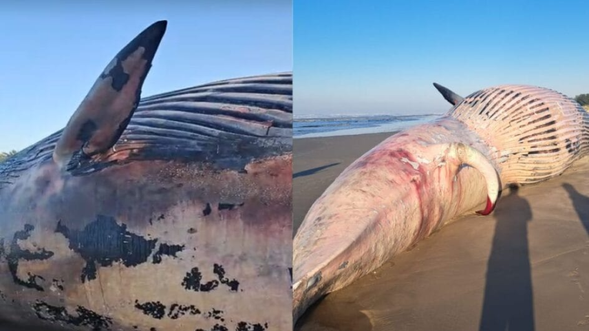Baleia rara é encontrada morta em praia de Jaguaruna