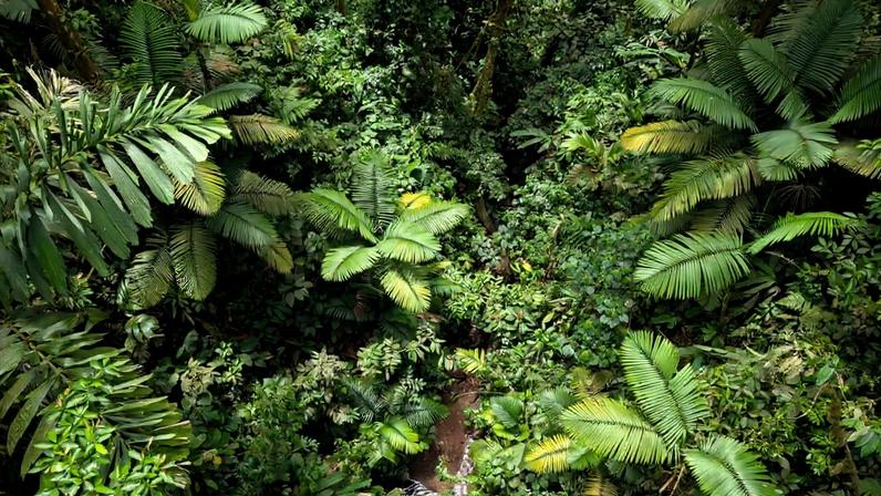 a forest in Costa Rica