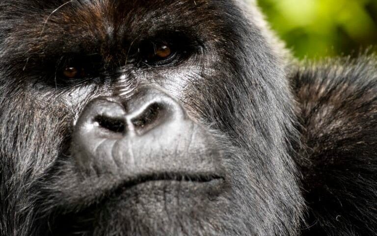[DO NOT REUSE] Image by Ben Cherry. Courtesy of Netflix/Dian Fossey Gorilla Fund.