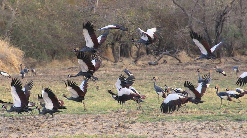 Black crowned cranes (Balearica pavonina) at Guéra, Chad. Image by Michael 2020 via iNaturalist (CC BY-NC-ND 4.0)