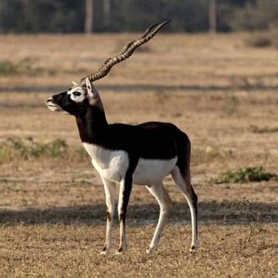 Nepal planeja liberar blackbucks em território de tigres, com preocupações