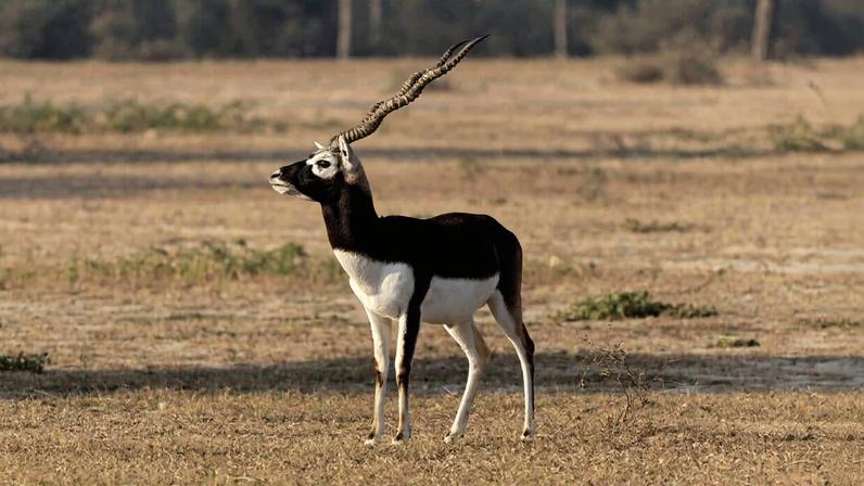 A herd of blackbucks graze in Blackbuck Conservation Area, Bardiya. Image by Shadow Ayush via Wikimedia Commons (CC BY-SA 4.0).