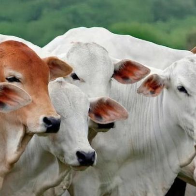 Exportação de carne bovina do Brasil pode cair 10% em 2026 por restrição chinesa