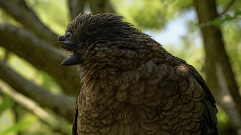 Papagaio da Nova Zelândia é macho alfa da sua matilha