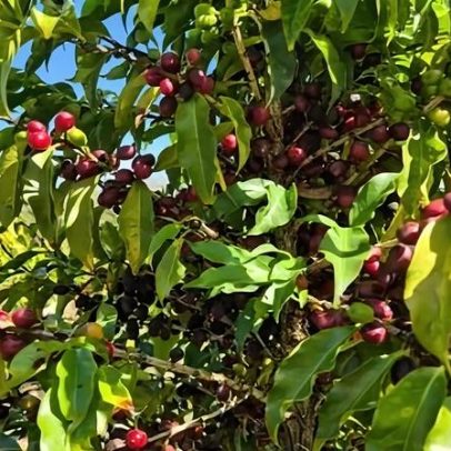 Conab projeta safra de café em 66,7 milhões de sacas, alta de 18%