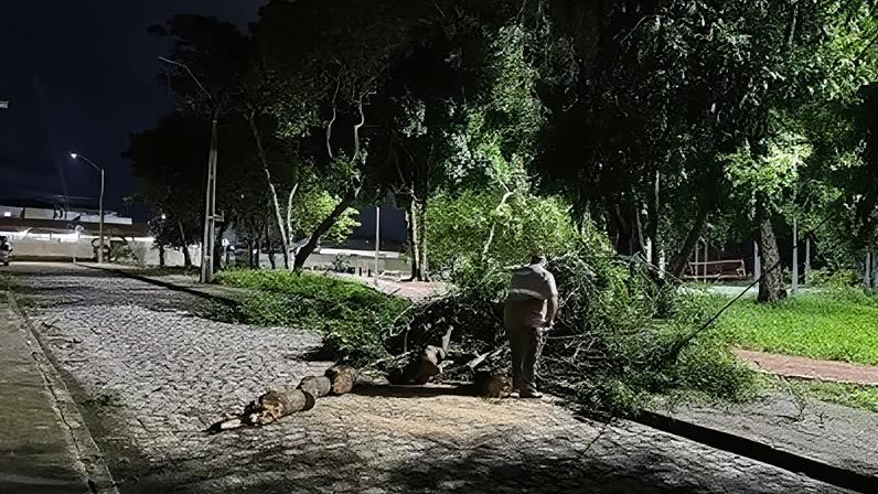 Entre sexta (1°) e sábado (2), foram registradas três ocorrências de quedas de árvores