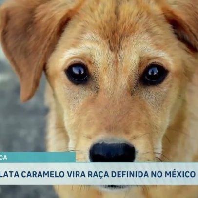 México reconhece raça vira-lata caramelo como nacional, gerando polêmica