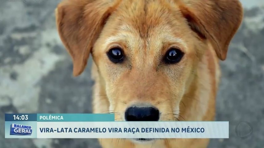 Reprodução canal do Youtube Record Interior SP