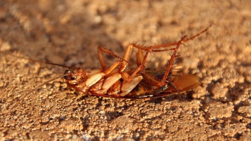 Pisar e esmagar uma barata pode trazer riscos à saúde