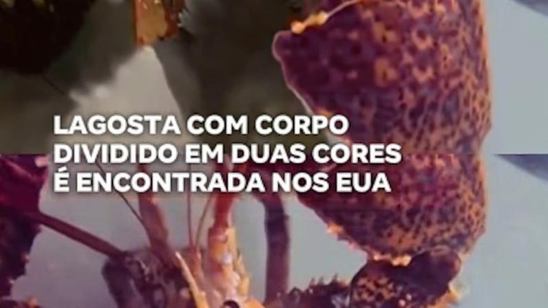 Reprodução canal do Youtube Record News