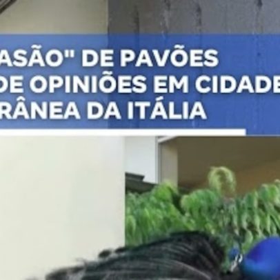 Invasão de pavões divide opiniões em cidade litorânea italiana