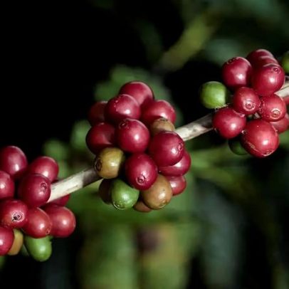 Carnes e café impulsionam crescimento da agropecuária paulista em 2025