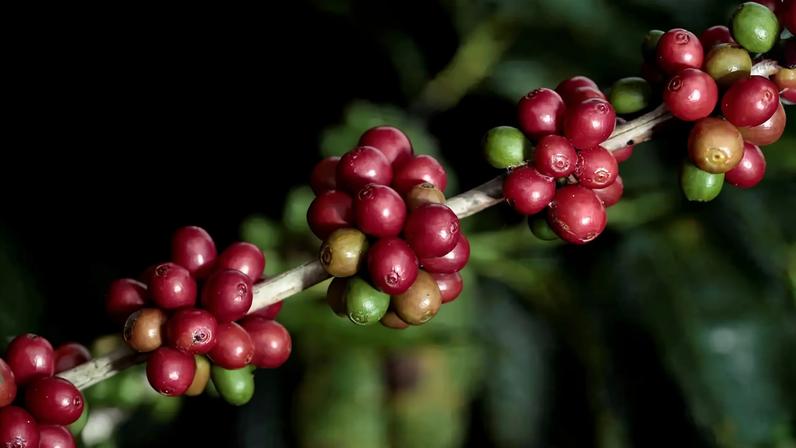 Cafezal - 08/11/2022 (Foto: REUTERS/Juan Carlos Ulate)