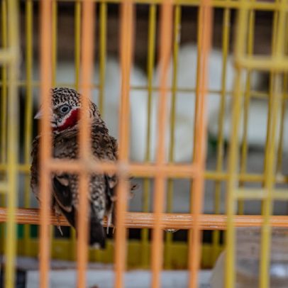 Mais de um milhão de aves vivas foram importadas para a Ásia em 15 anos
