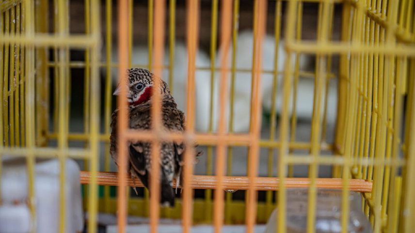 Mais de um milhão de aves vivas foram importadas para a Ásia em 15 anos