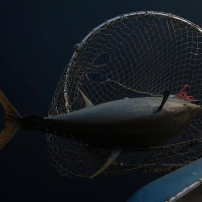 Regulador do Oceano Índico flexibiliza restrições à pesca de atum-amarelo