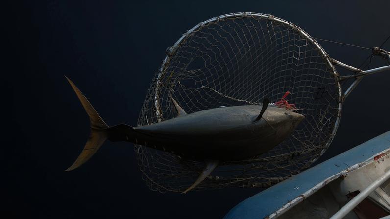 Regulador do Oceano Índico flexibiliza restrições à pesca de atum-amarelo