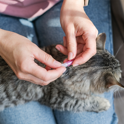 Melhores tratamentos contra pulgas para gatos, segundo veterinários