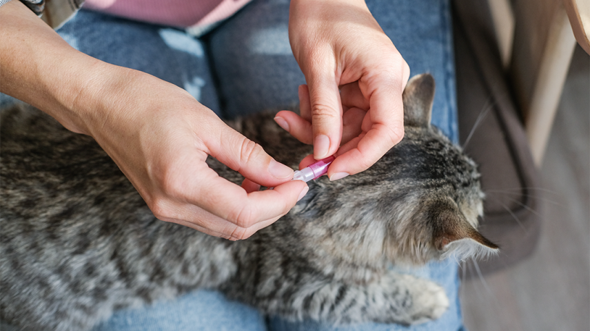Treatment should cover the home and the animal, vets say